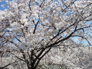 写真19