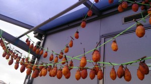 写真105